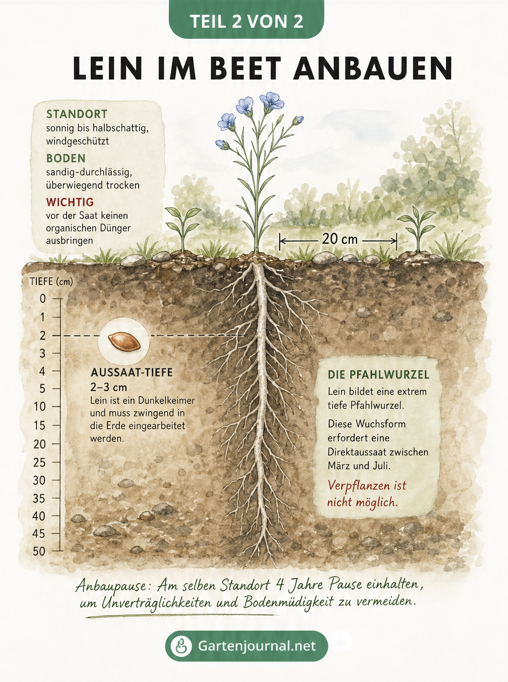 Querschnitt eines Gartenbeets mit Leinpflanze, Aussaattiefe und Pfahlwurzel