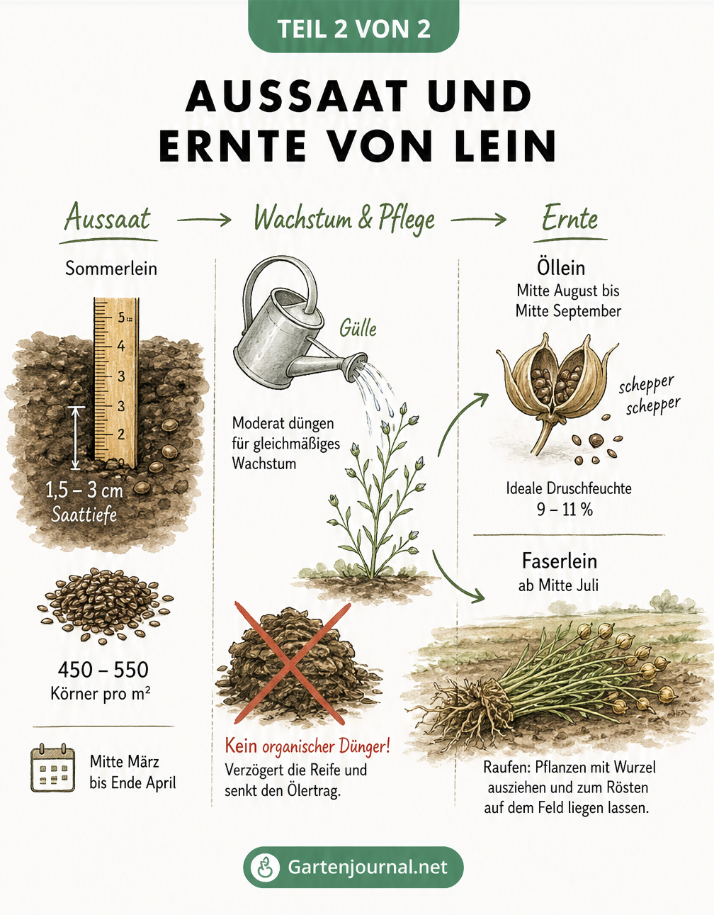 Illustrierter Zeitstrahl zu Aussaat, Pflege und Ernte von Sommerlein, Öllein und Faserlein