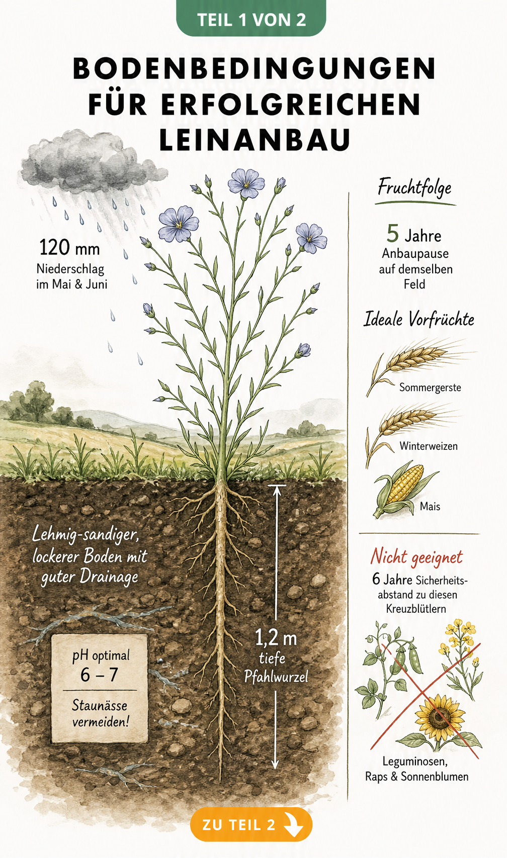Botanische Querschnitts-Illustration einer Leinpflanze mit Pfahlwurzel, Bodenstruktur, pH-Wert und Fruchtfolge-Regeln