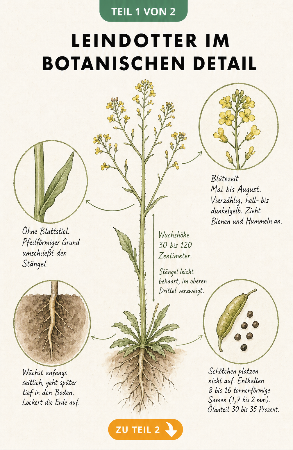 Botanische Illustration des Leindotters mit Details zu Wurzel, Blatt, Blüte und Fruchtstand
