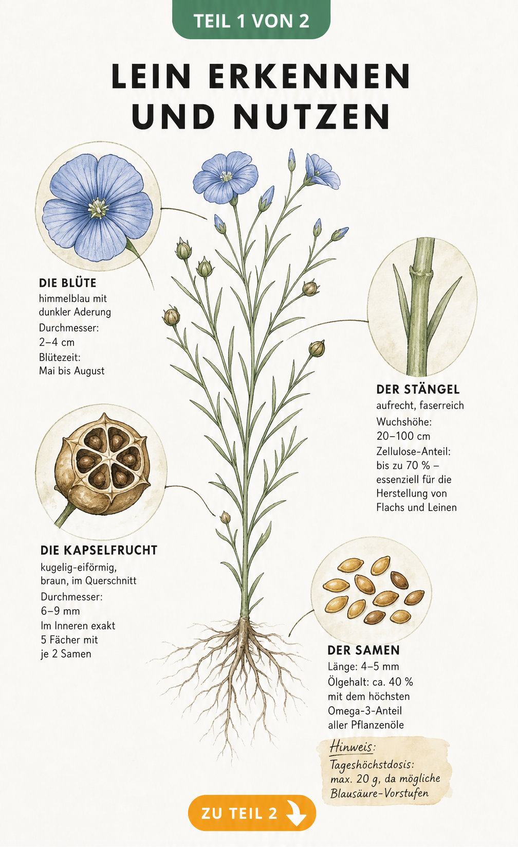 Botanische Illustration der Leinpflanze mit Details zu Blüte, Stängel, Kapselfrucht und Samen