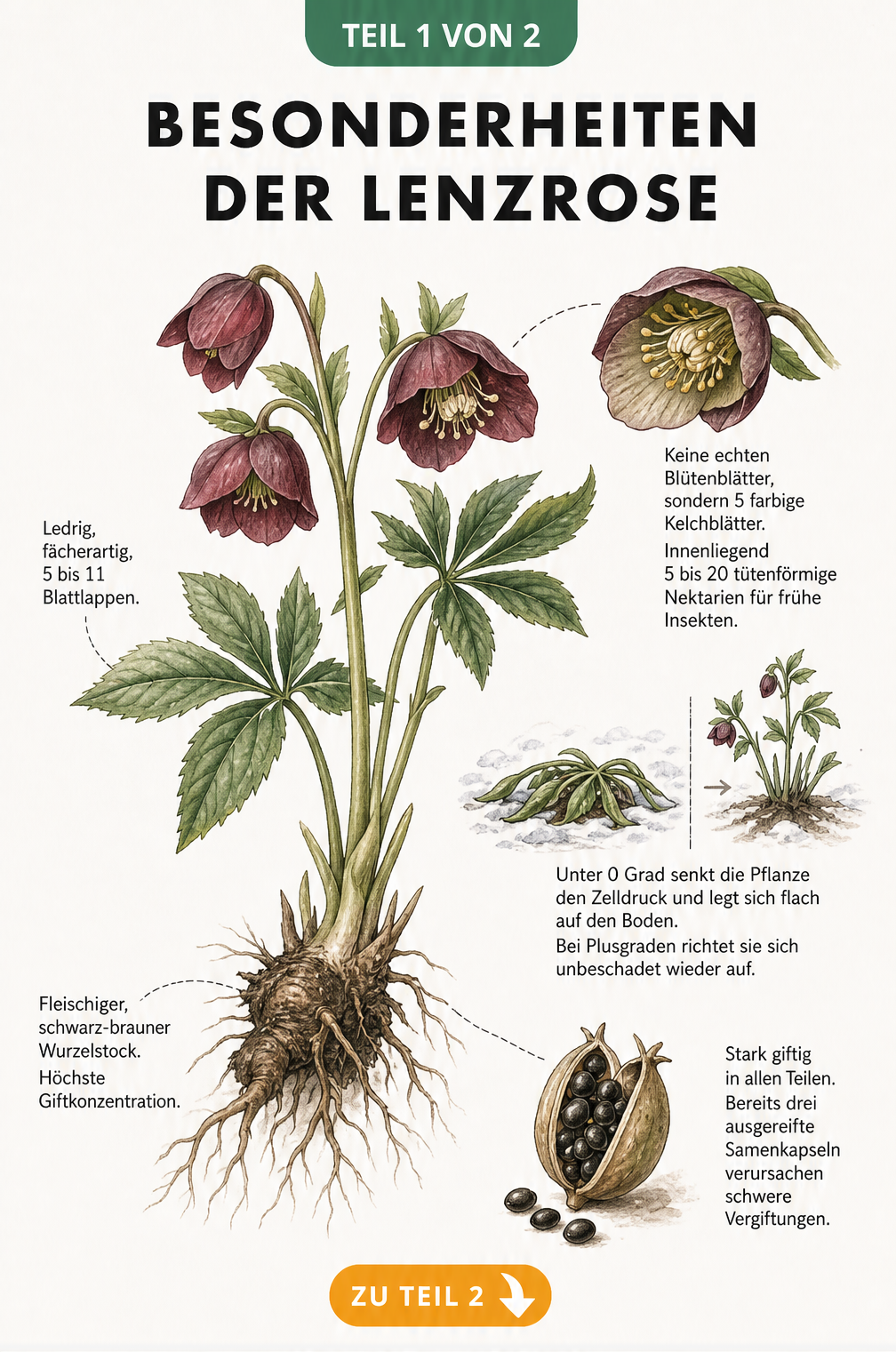 Botanische Illustration der Lenzrose mit Details zu Blättern, Wurzeln, Blütenaufbau, Frost-Mechanismus und Samen