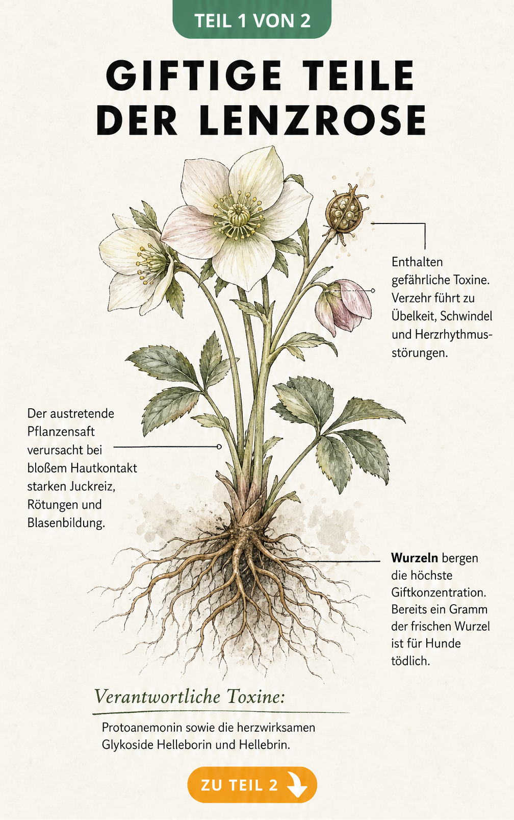 Botanische Illustration einer Lenzrose mit Markierungen der giftigen Pflanzenteile und Toxine