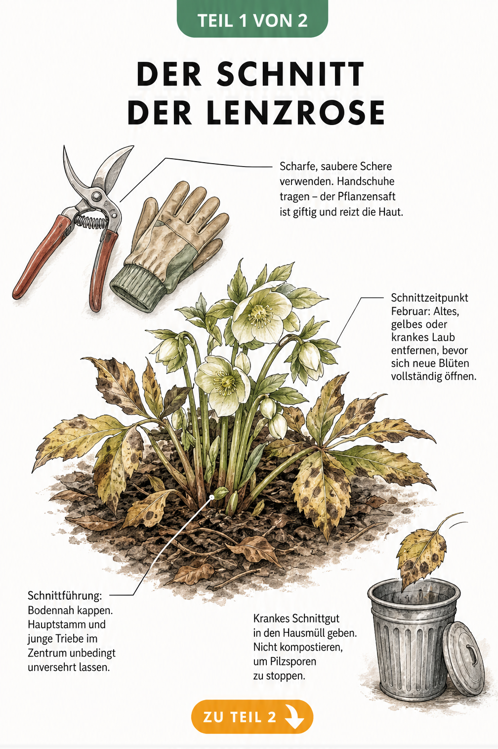 Botanische Illustration einer Lenzrose im Spätwinter, die den Kontrast zwischen altem Laub und neuen Blütenansätzen zeigt, mit Hinweisen zum Schnittzeitpunkt...