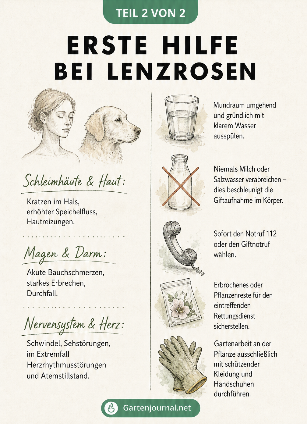 Illustration zu Erste-Hilfe-Maßnahmen bei einer Vergiftung durch die Lenzrose mit Symptomen und Handlungsschritten