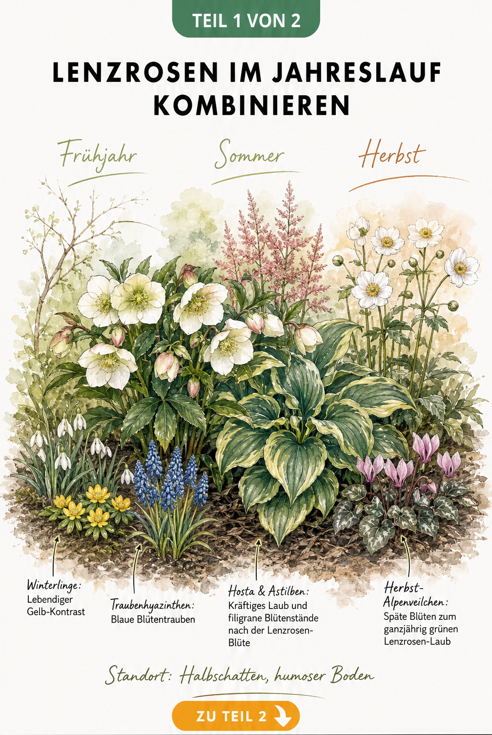 Querschnitt eines Beetes mit Lenzrosen, Schneeglöckchen, Hosta und Herbst-Alpenveilchen im Jahreslauf