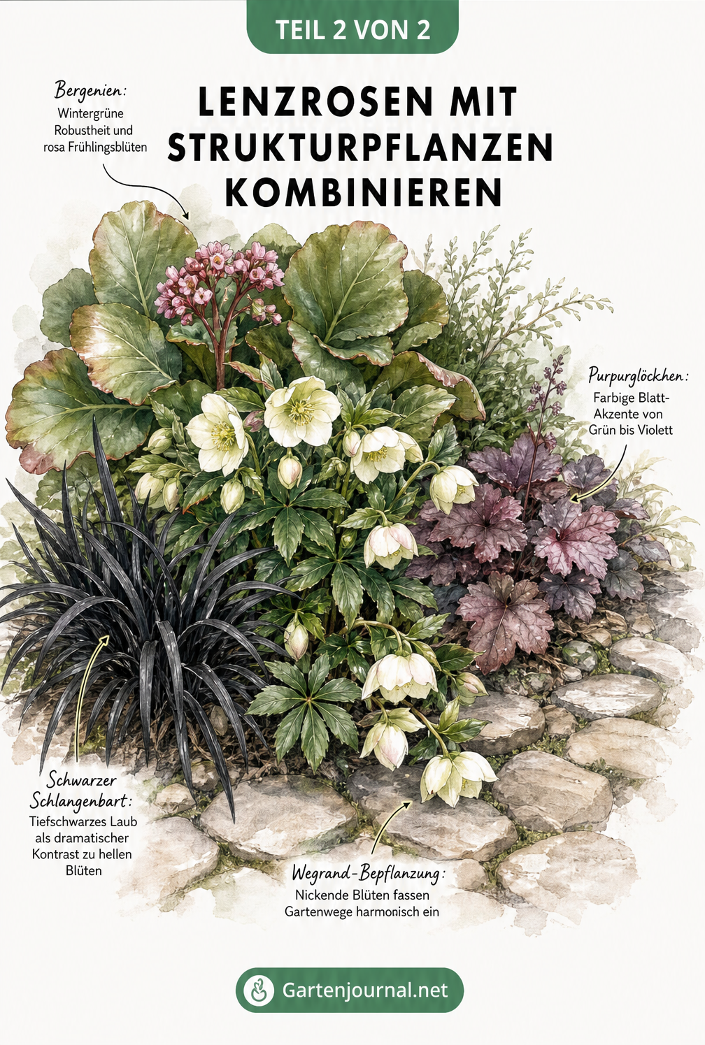 Aufsicht auf ein Beet am Wegrand mit Lenzrosen, Schwarzem Schlangenbart, Purpurglöckchen und Bergenien