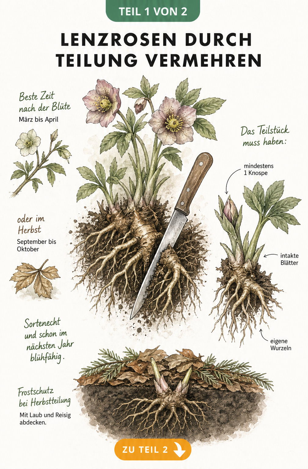 Botanische Illustration einer Lenzrose, deren Wurzelstock mit einem Gärtnermesser geteilt wird, inklusive Hinweisen zu Zeitpunkt und Pflanzung.