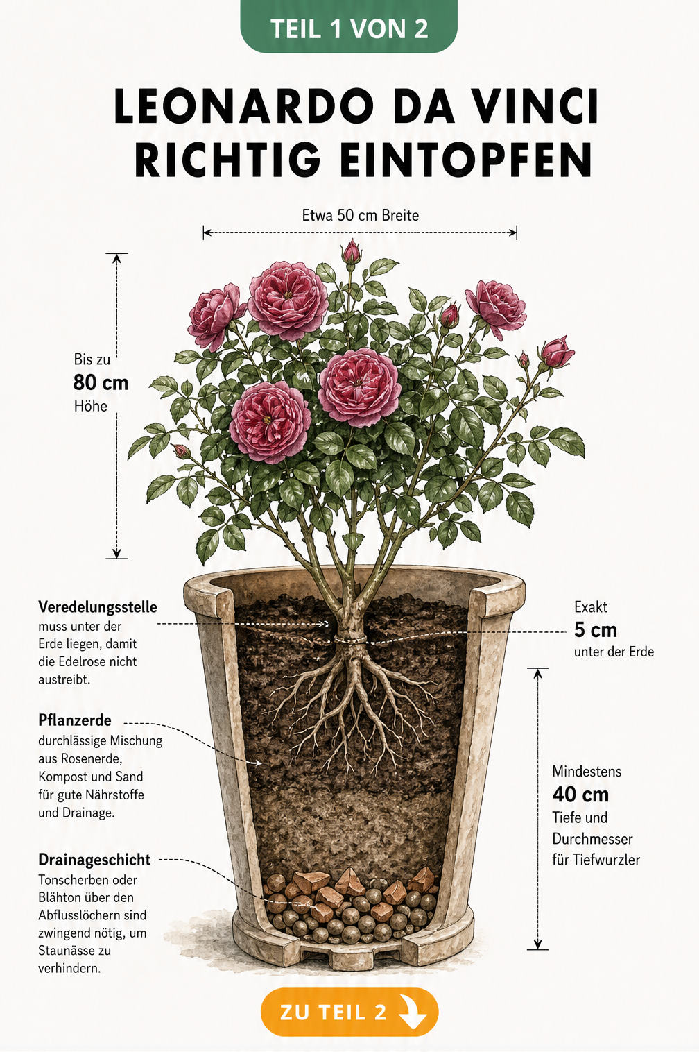 Querschnitt eines Pflanzkübels mit der Rose Leonardo da Vinci, der Drainageschicht, Rosenerde und der Veredelungsstelle unter der Erde