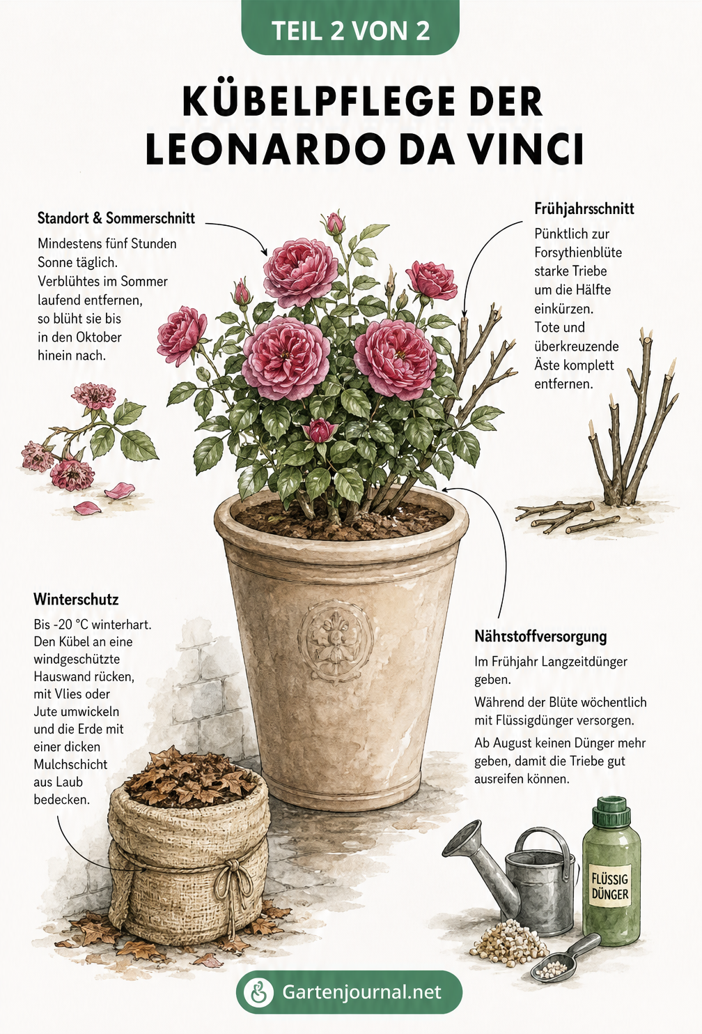 Illustration der Pflege für die Rose Leonardo da Vinci im Kübel mit Hinweisen zu Standort, Schnitt, Düngung und Winterschutz
