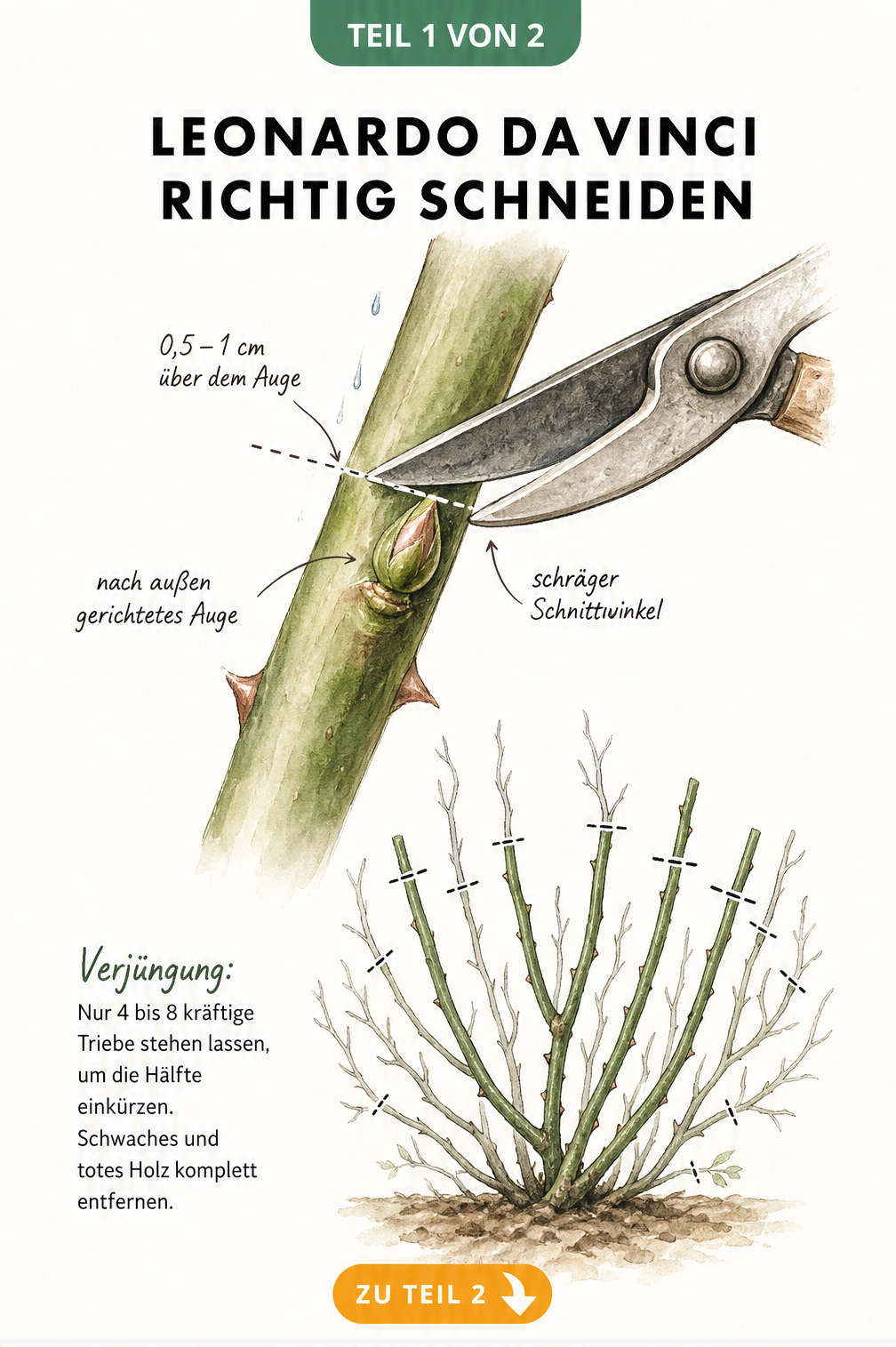 Illustration eines Rosentriebs mit Gartenschere, die den schrägen Schnitt über einem nach außen gerichteten Auge zeigt, sowie eine Skizze zum Auslichten der...