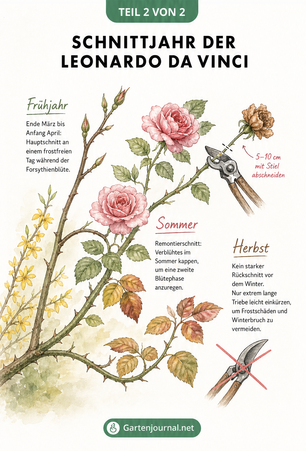 Aquarell-Illustration eines Rosenzweigs im Jahresverlauf, die den Hauptschnitt im Frühjahr, den Remontierschnitt im Sommer und den leichten Rückschnitt im...