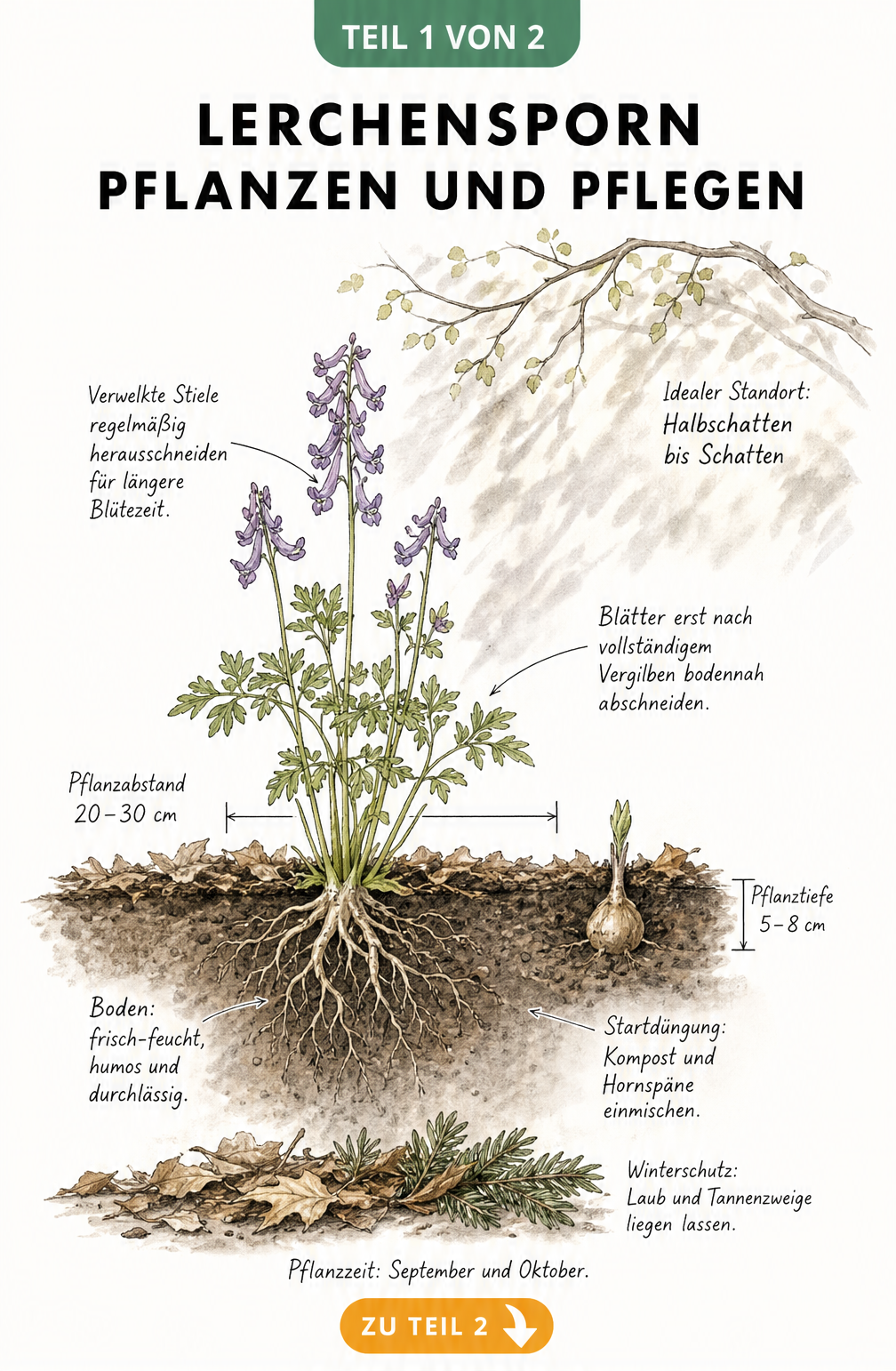 Botanische Querschnitt-Illustration eines Gartenbeets mit Lerchensporn, die Pflanzabstand, Pflanztiefe und Pflegehinweise zeigt.