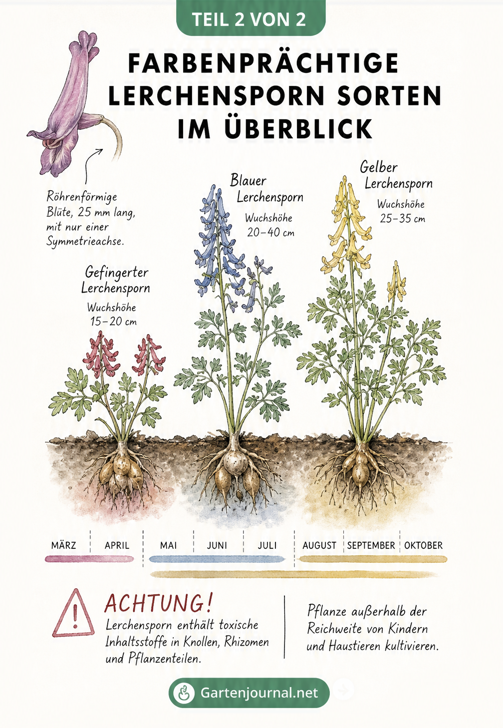Botanische Illustration von drei Lerchensporn-Sorten in Rot, Blau und Gelb mit Blütezeiten und Wuchshöhen.