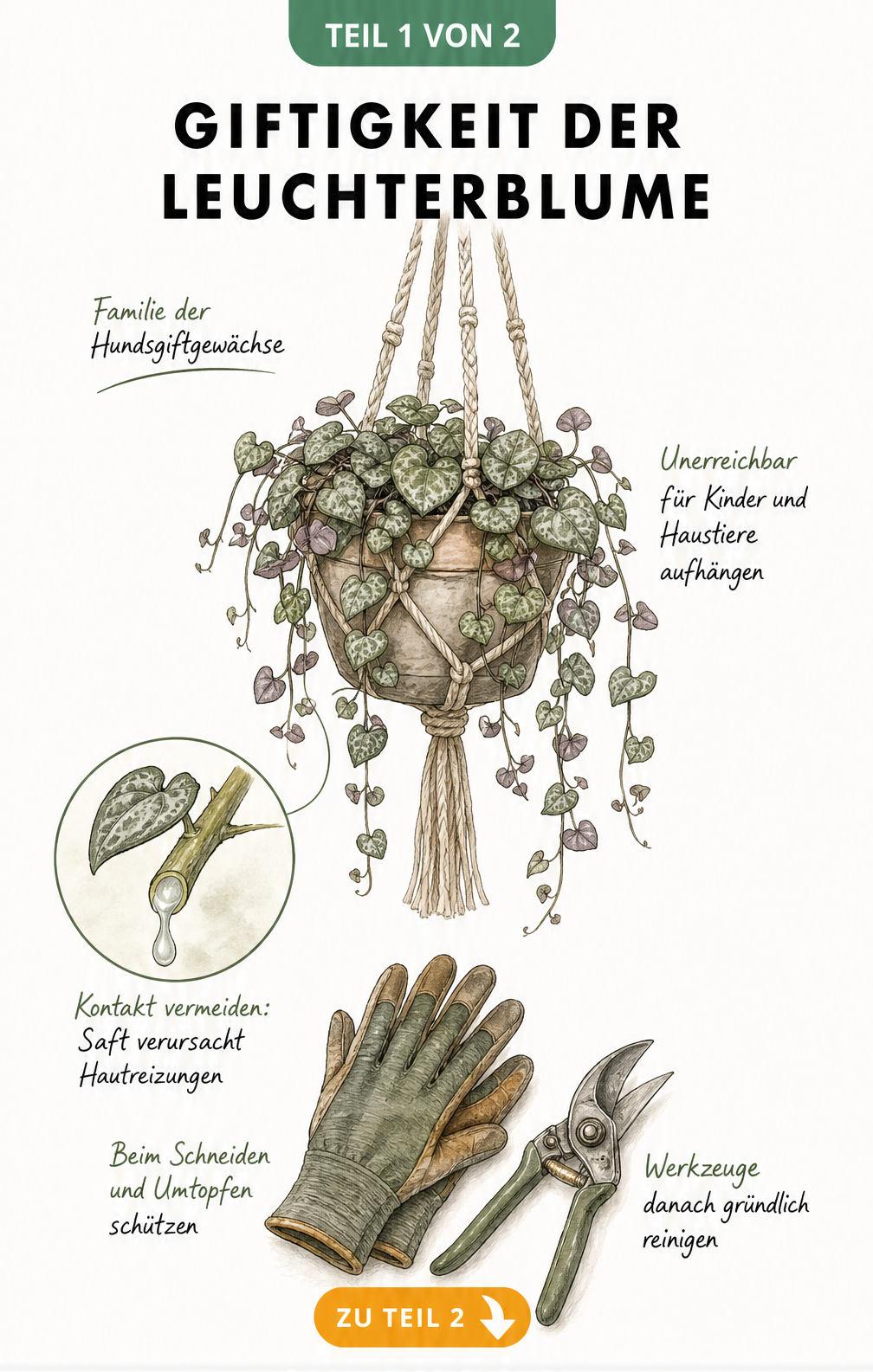 Botanische Illustration einer Leuchterblume in einer Blumenampel mit Gartenhandschuhen und Gartenschere als Hinweis auf den giftigen Pflanzensaft.