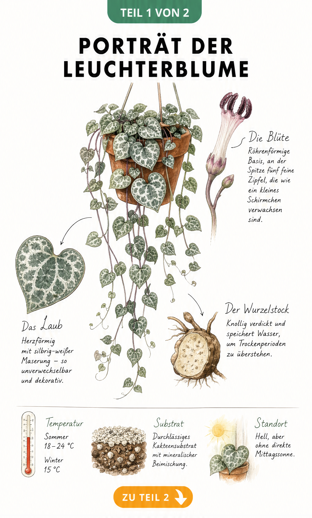 Botanische Illustration der Leuchterblume mit Details zu Blüte, herzförmigen Blättern, Wurzelstock und Pflegehinweisen