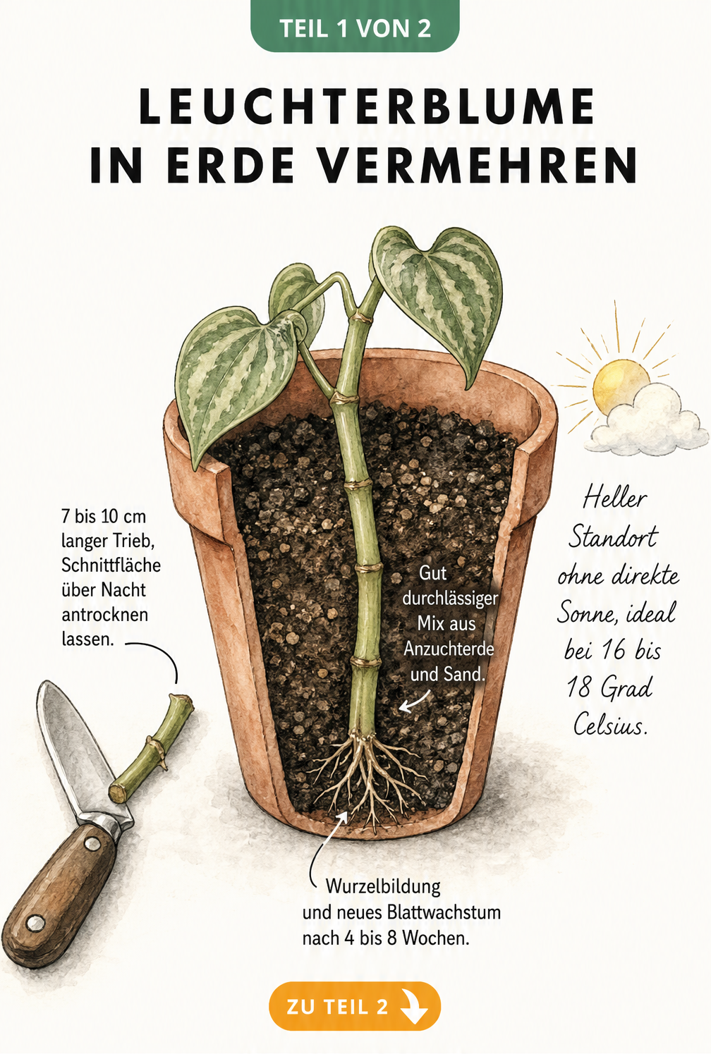 Illustration eines Leuchterblumen-Stecklings in einem Terrakotta-Topf mit Anzuchterde und Sand