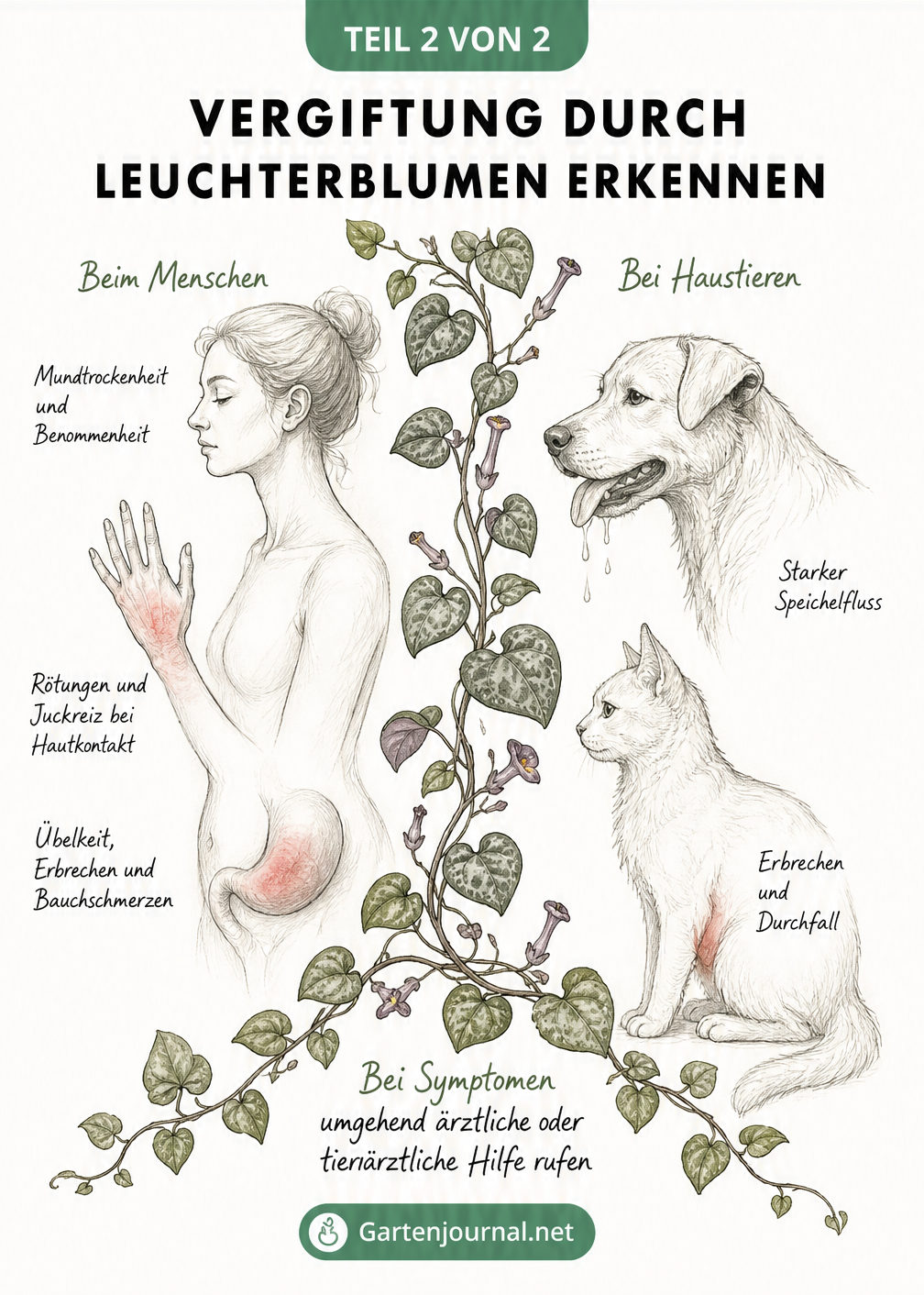 Illustration von Mensch, Hund und Katze mit den typischen Vergiftungssymptomen der Leuchterblume wie Hautreizungen und Übelkeit.