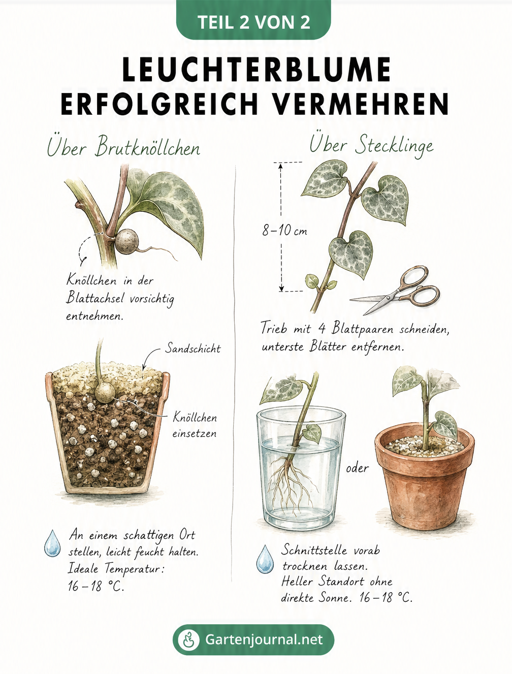 Illustration zur Vermehrung der Leuchterblume durch Brutknöllchen und Stecklinge in Erde oder Wasser