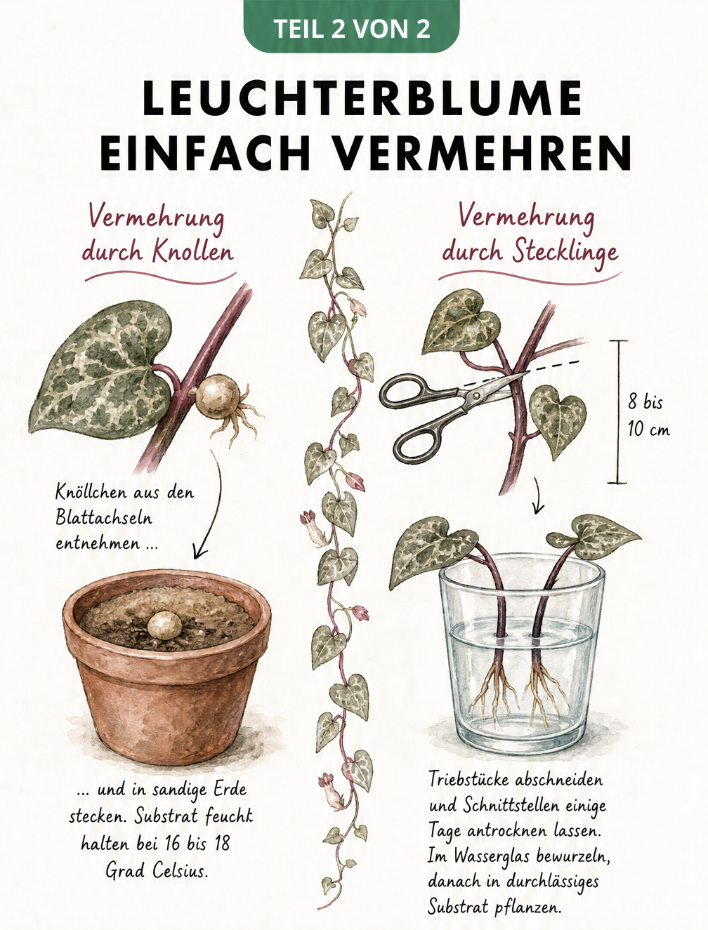 Illustration zur Vermehrung der Leuchterblume durch Knollen und Stecklinge