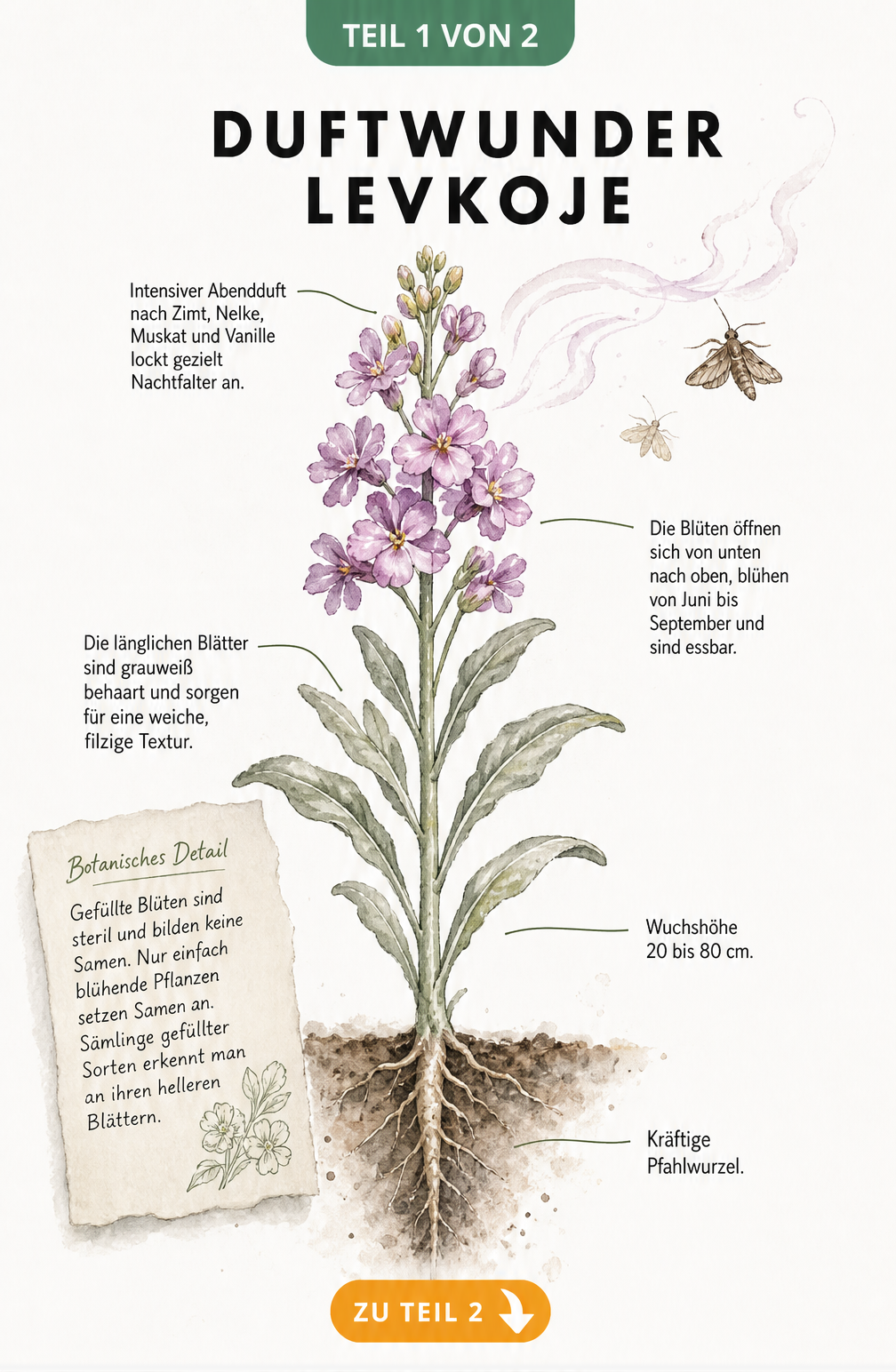 Botanische Illustration einer blühenden Levkoje mit Details zu Wuchs, Blüte und Duft