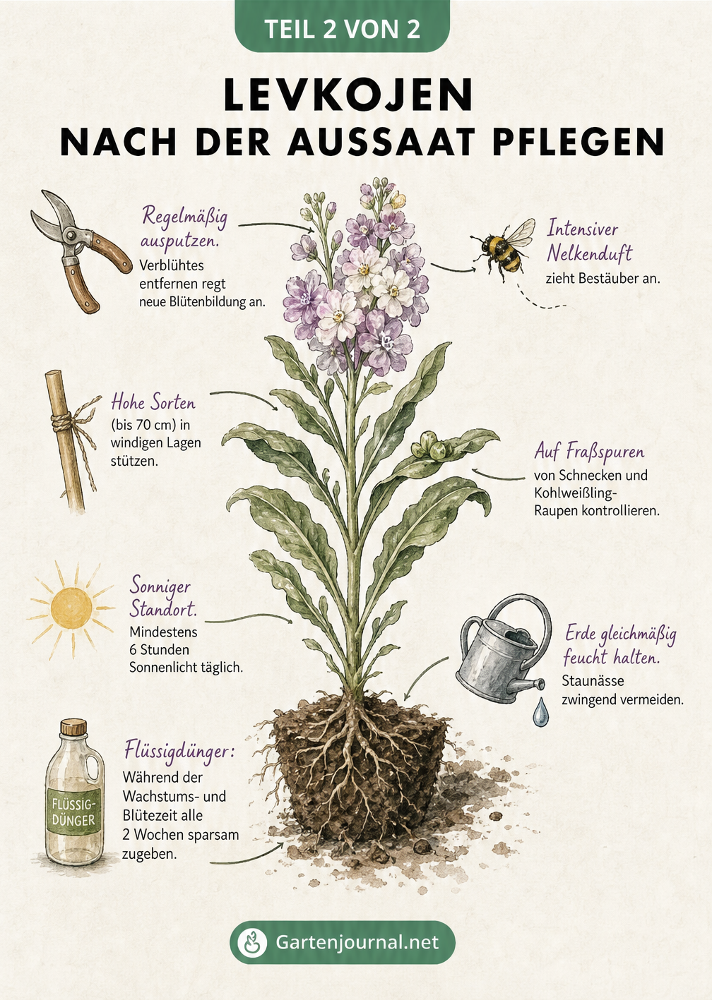 Botanische Lehrtafel zur Pflege von Levkojen mit Tipps zu Standort, Gießen und Düngen