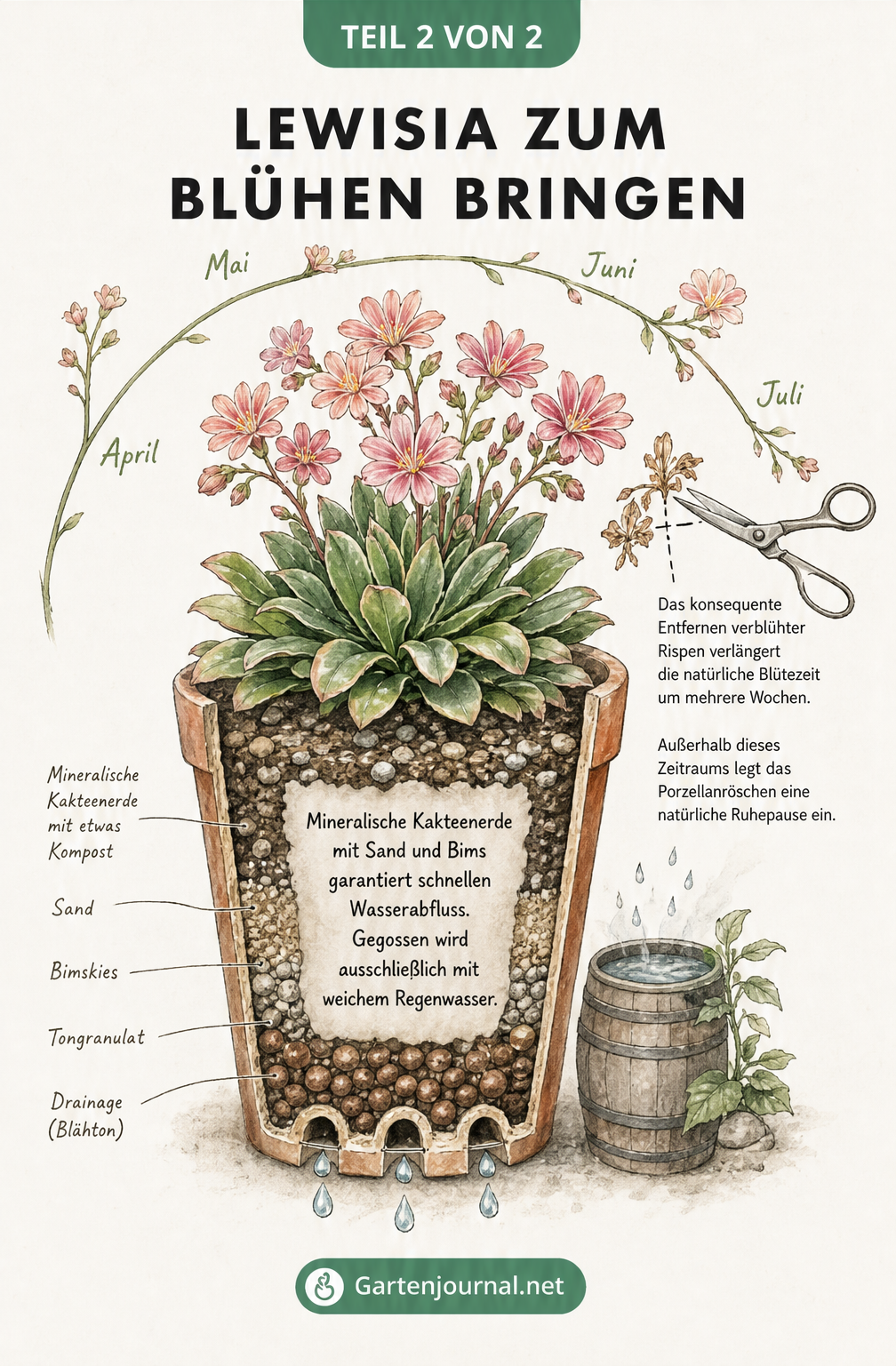 Illustration einer blühenden Lewisia mit Darstellung des idealen Substrats aus Sand und Bims sowie einem Zeitstrahl der Blütezeit von April bis Juli