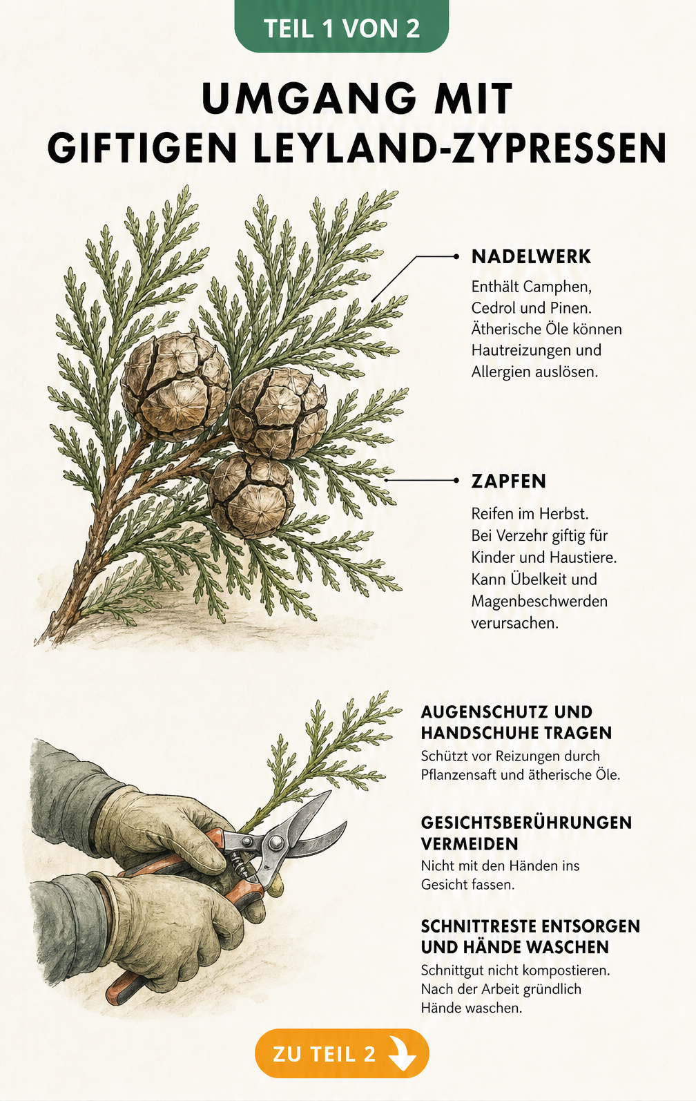Botanische Illustration eines Leyland-Zypressen-Zweigs mit Zapfen und Hinweisen zu giftigen Inhaltsstoffen sowie Schutzmaßnahmen beim Schneiden.
