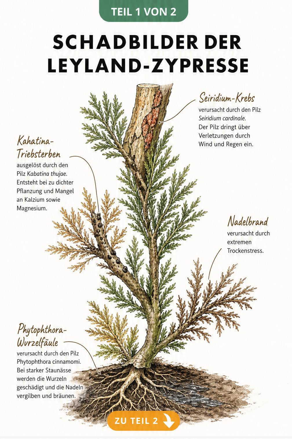 Botanische Illustration der Leyland-Zypresse mit Schadbildern von Seiridium-Krebs, Kabatina-Triebsterben, Nadelbrand und Phytophthora-Wurzelfäule.