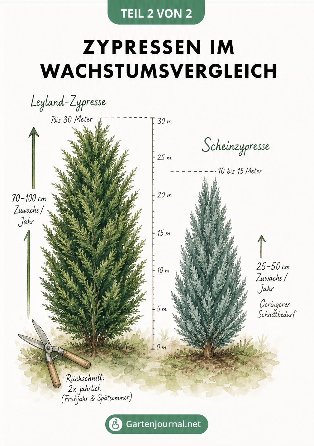 Vergleich der Wachstumsgeschwindigkeit und des Schnittbedarfs von Leyland-Zypresse und Scheinzypresse