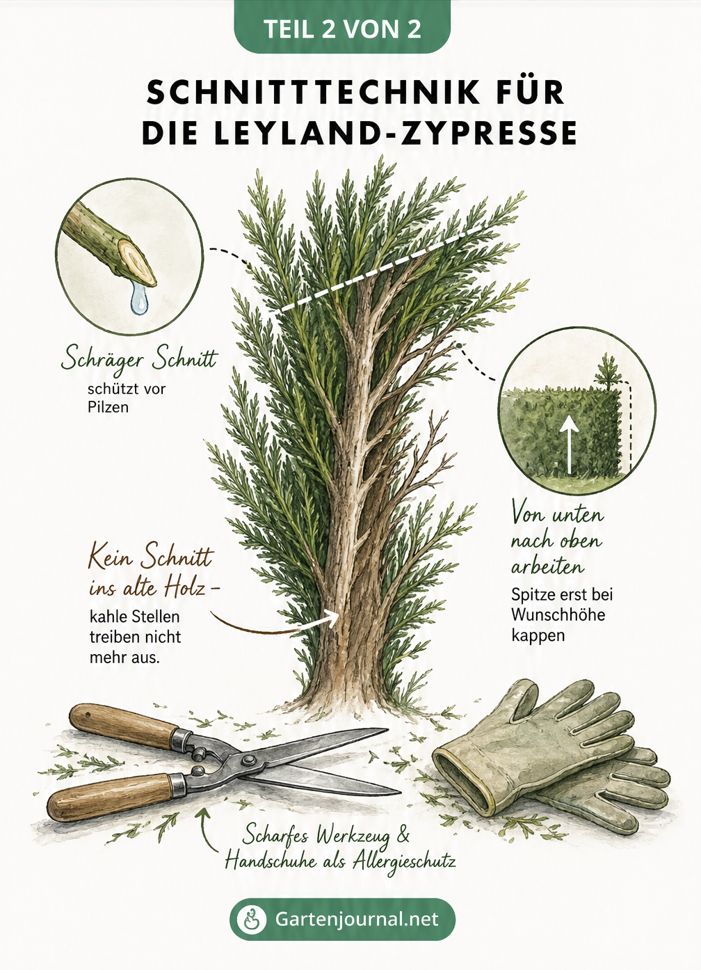 Querschnitt eines Zypressentriebs, der den grünen Nadelbereich und das braune alte Holz zeigt, mit Hinweisen zur Schnitttechnik