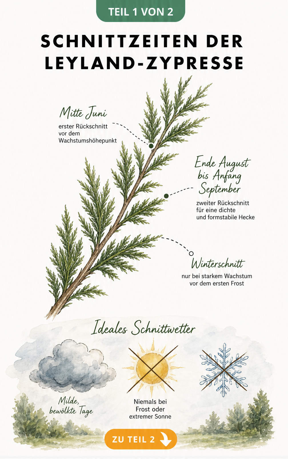 Illustration eines Zypressenzweigs mit Markierungen für den Schnitt im Juni und August sowie Wetterbedingungen