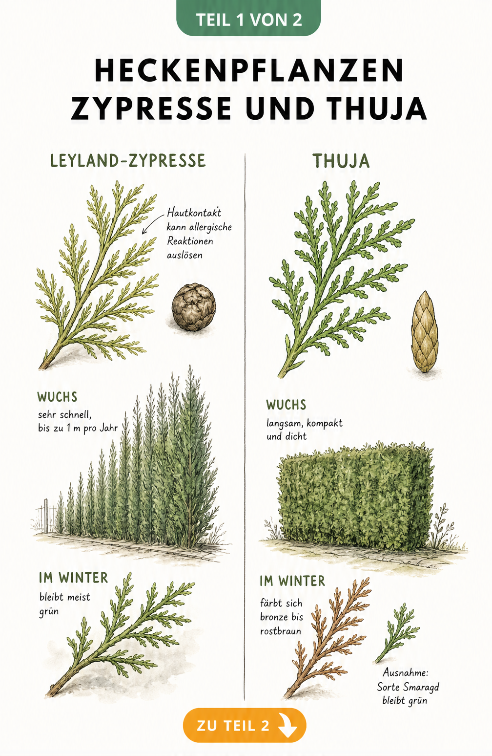 Botanische Illustration von Leyland-Zypresse und Thuja mit Zweigen, Zapfen, Wuchsform und Winterfärbung im Vergleich