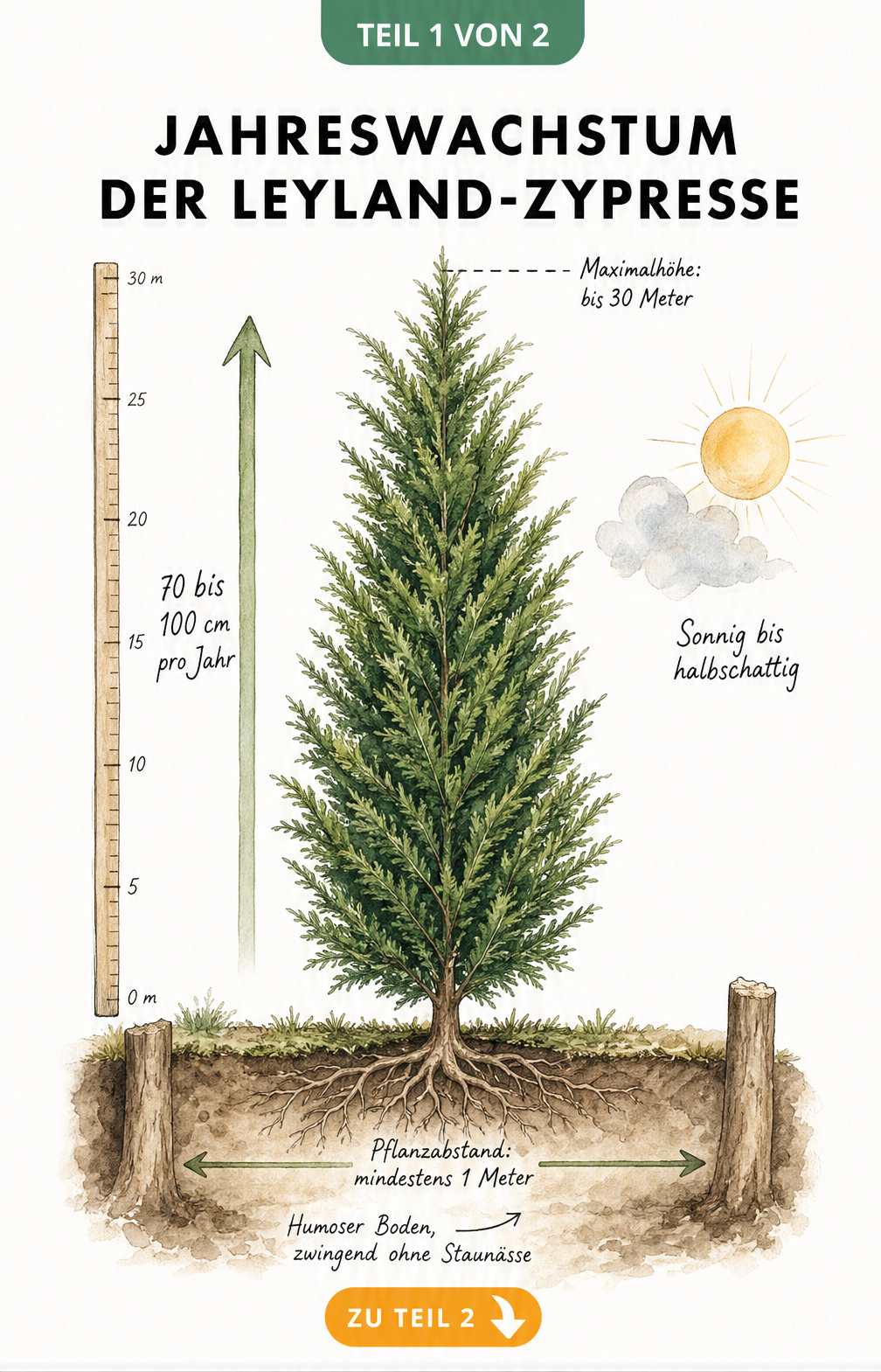Botanische Illustration einer Leyland-Zypresse mit Maßband, das ein Jahreswachstum von 70 bis 100 cm zeigt