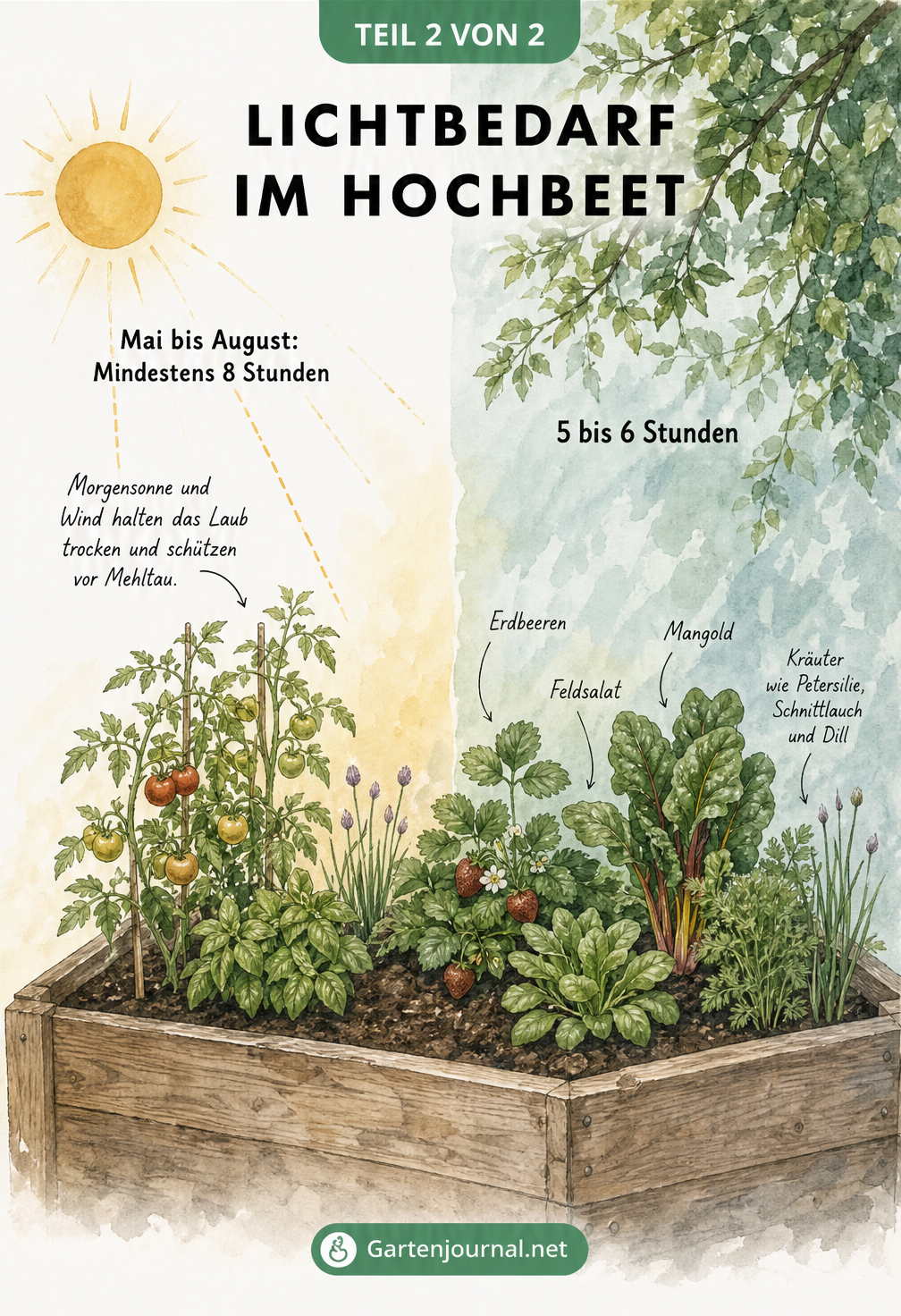Illustration zum Lichtbedarf im Hochbeet, die Pflanzen für volle Sonne und Halbschatten gegenüberstellt.