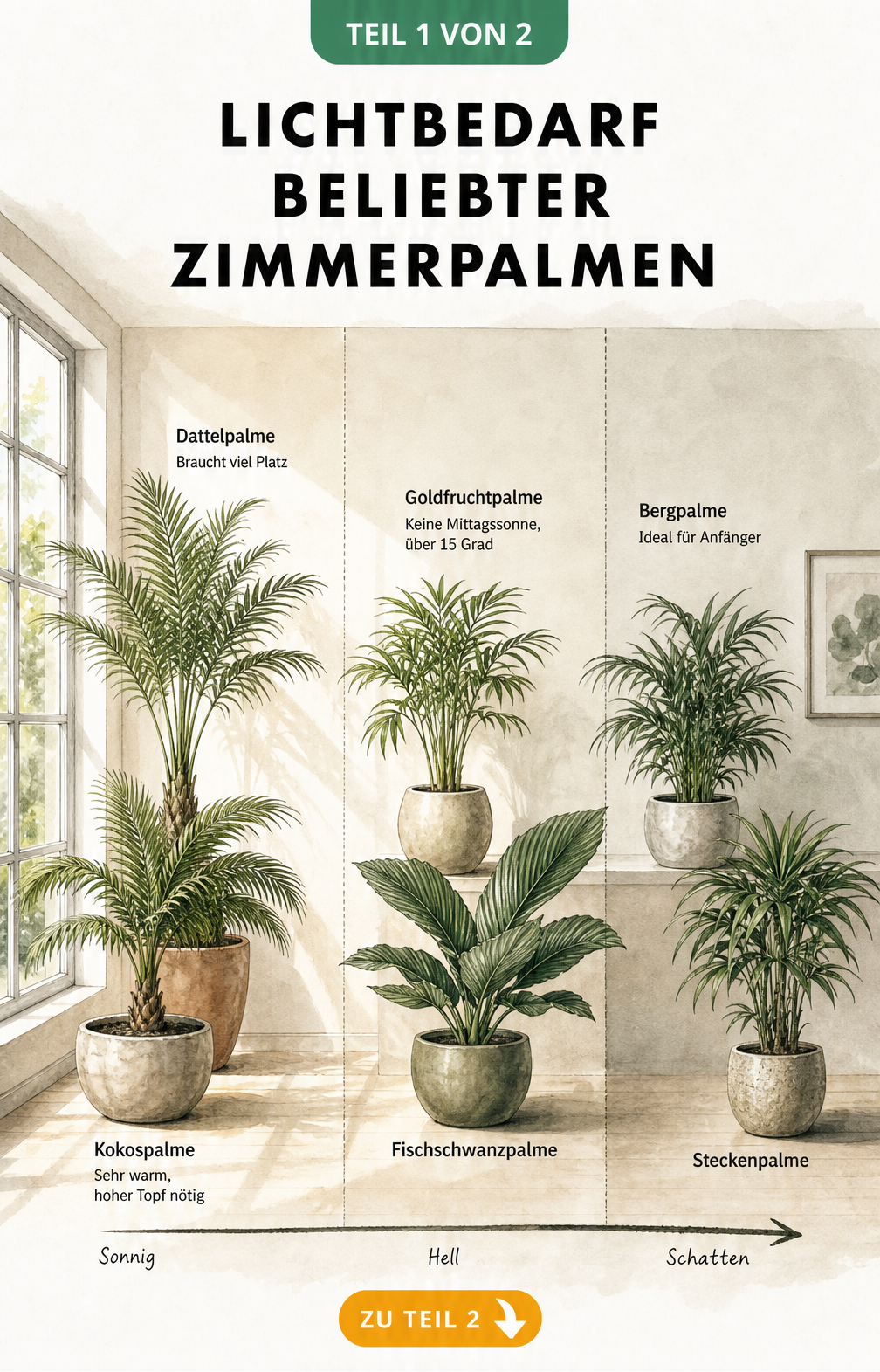 Illustration verschiedener Zimmerpalmen und ihr Lichtbedarf im Raum, von sonnig am Fenster bis schattig in der Raummitte.