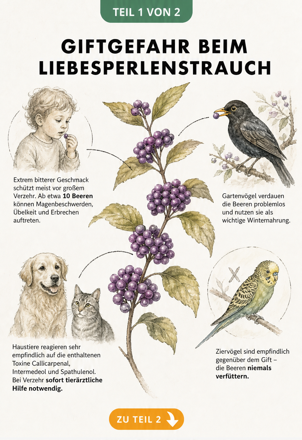 Botanische Illustration eines Liebesperlenstrauch-Zweigs mit violetten Beeren und Hinweisen zur Giftigkeit für Kinder, Hunde, Katzen und Vögel.