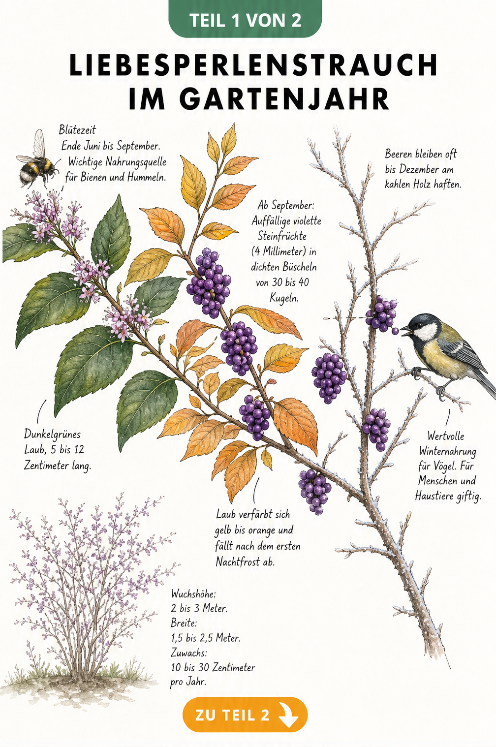 Botanische Illustration eines Liebesperlenstrauch-Zweigs im Wandel der Jahreszeiten von der Blüte im Sommer über die Herbstfärbung bis zu den Beeren im Winter