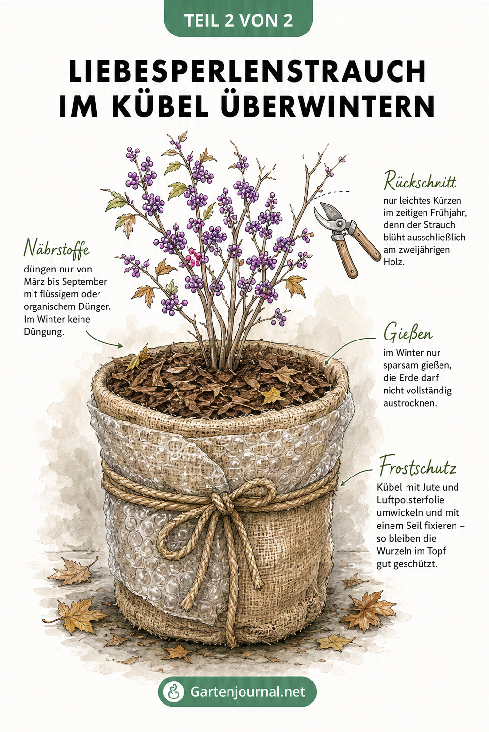 Illustration eines Liebesperlenstrauchs im Herbst mit violetten Beeren, eingewickeltem Kübel und Gartenschere
