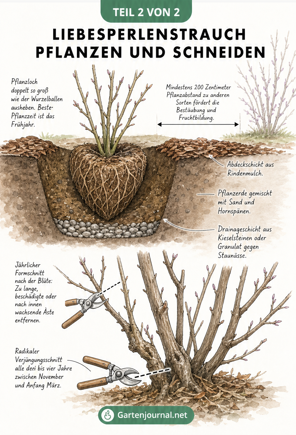 Illustration zum Pflanzen und Schneiden des Liebesperlenstrauchs mit Querschnitt des Pflanzlochs und Schnitttechniken an den Zweigen