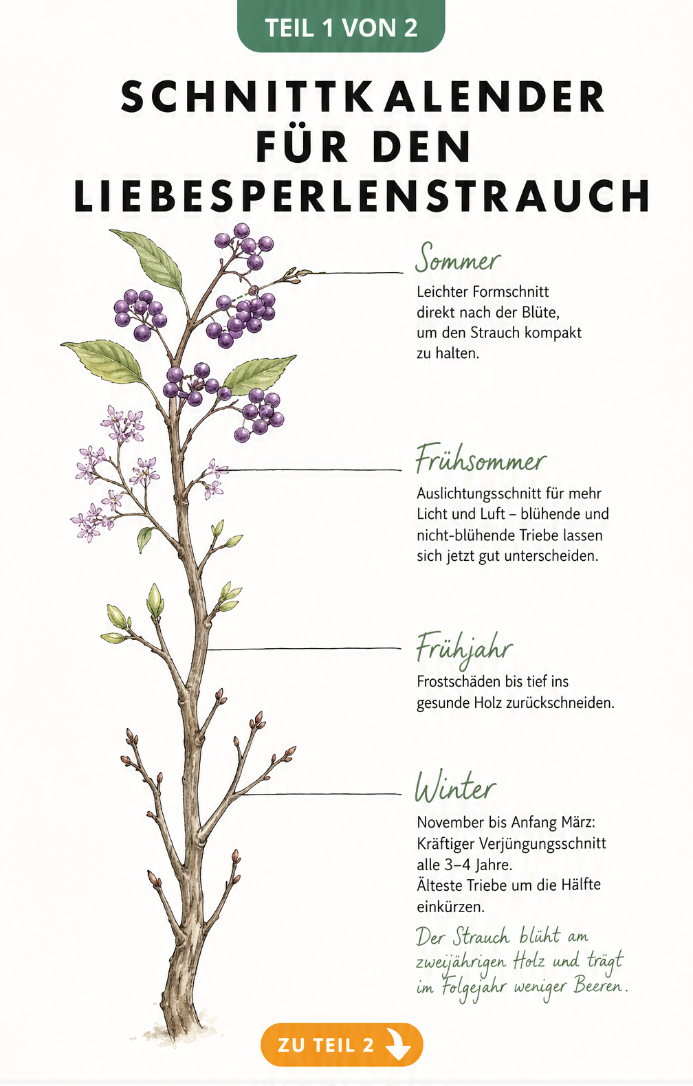 Schnittkalender für den Liebesperlenstrauch mit den besten Zeitpunkten für Verjüngungsschnitt, Auslichtungsschnitt und Formschnitt