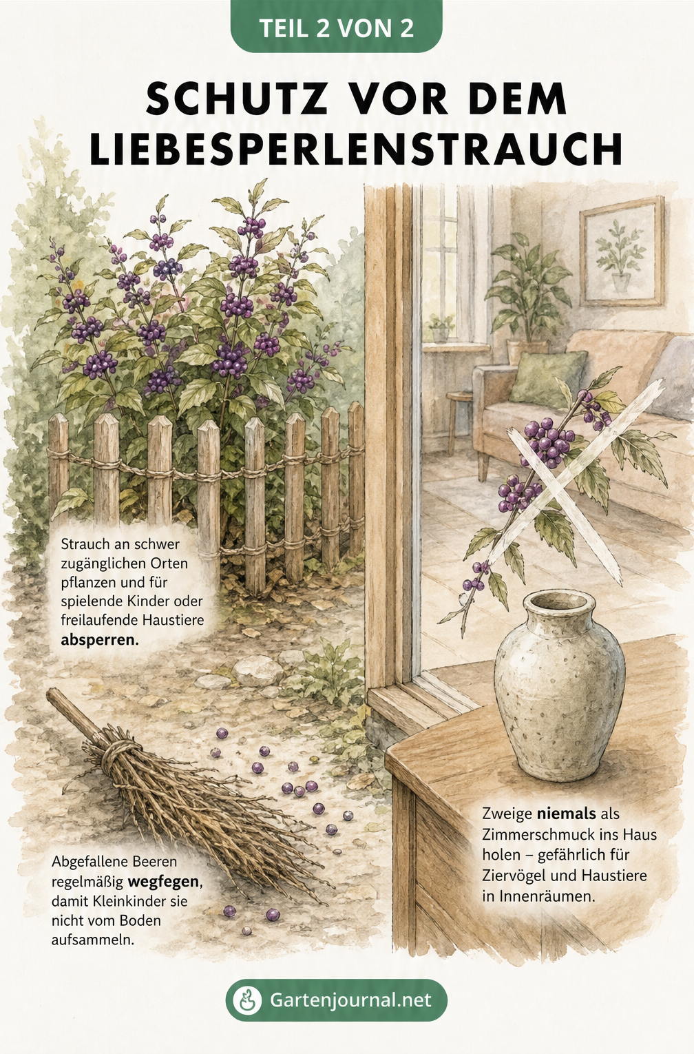 Illustration eines Gartens mit einem eingezäunten Liebesperlenstrauch und einem Wohnzimmer mit einer leeren Vase als Warnung vor der Pflanze im Haus.