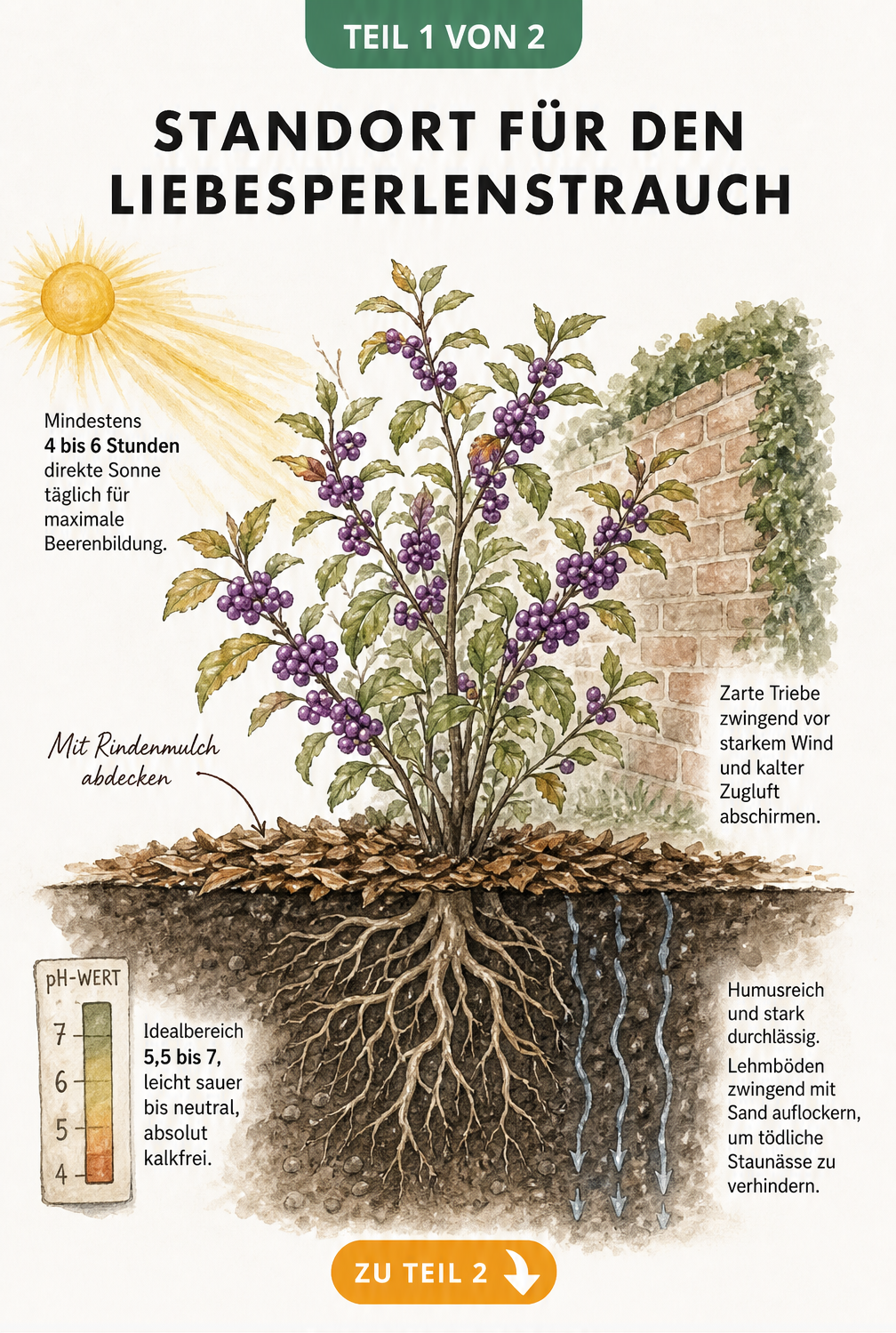 Botanische Querschnitt-Illustration eines Gartens mit Liebesperlenstrauch, Sonnenbogen und Bodenstruktur