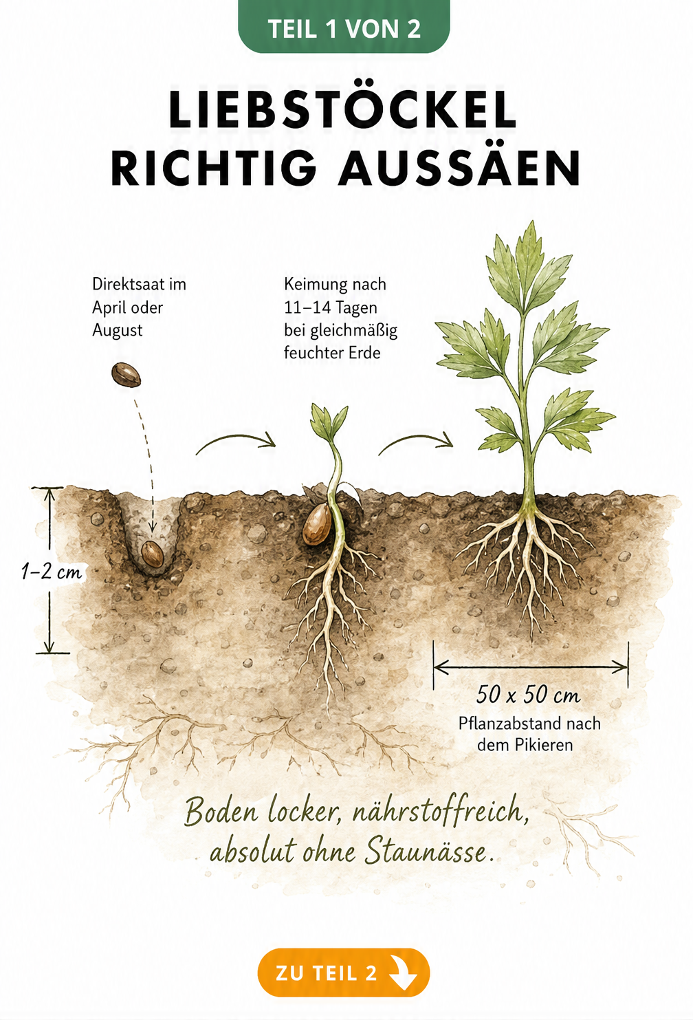 Querschnitt durch das Erdreich mit Liebstöckel-Samen, Keimling und Jungpflanze, Saattiefe und Pflanzabstand