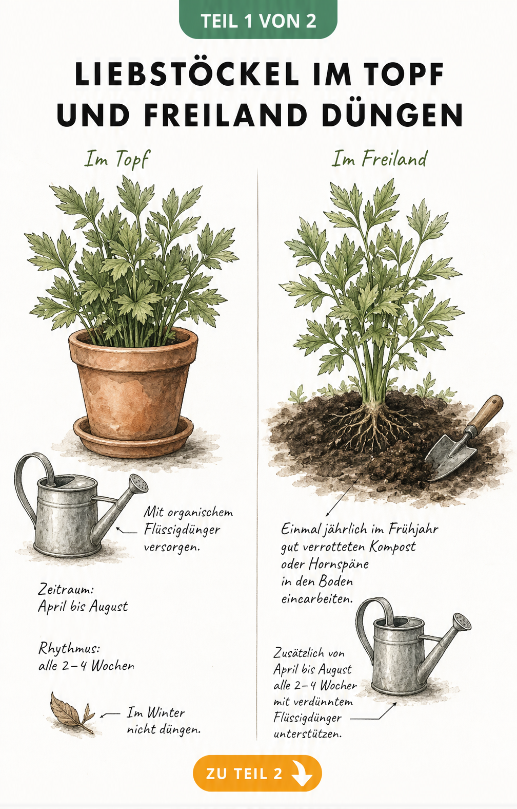 Illustration von Liebstöckel im Topf und im Freiland mit Hinweisen zur Düngung