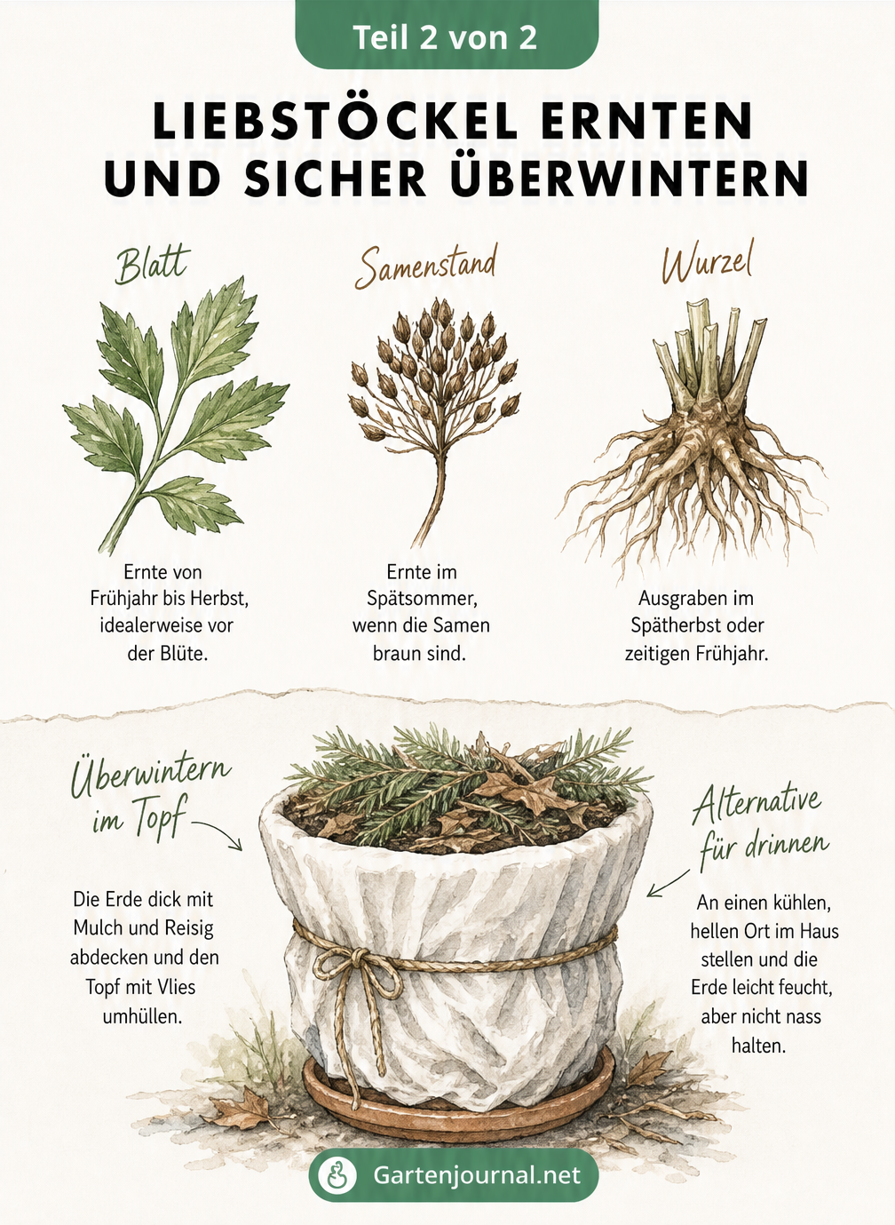 Illustration zur Ernte von Liebstöckelblättern, Samen und Wurzeln sowie zur Überwinterung des Topfes mit Mulch und Vlies.
