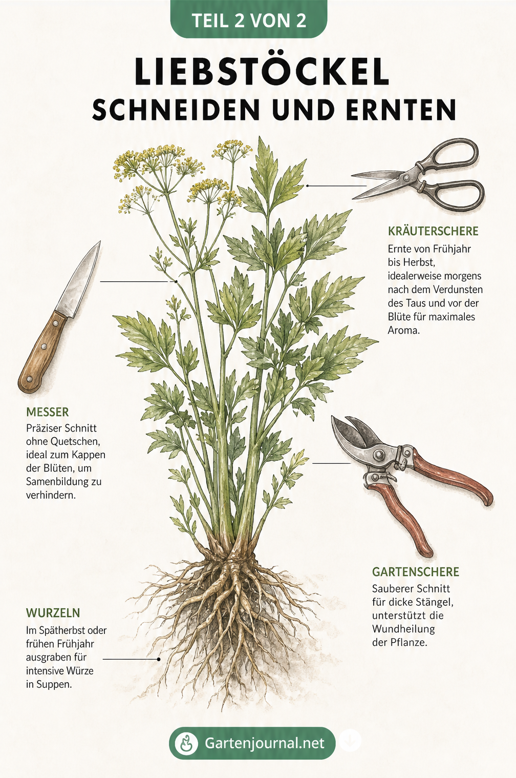 Zeichnung einer Liebstöckelpflanze mit Kräuterschere, Messer und Gartenschere für die richtige Ernte