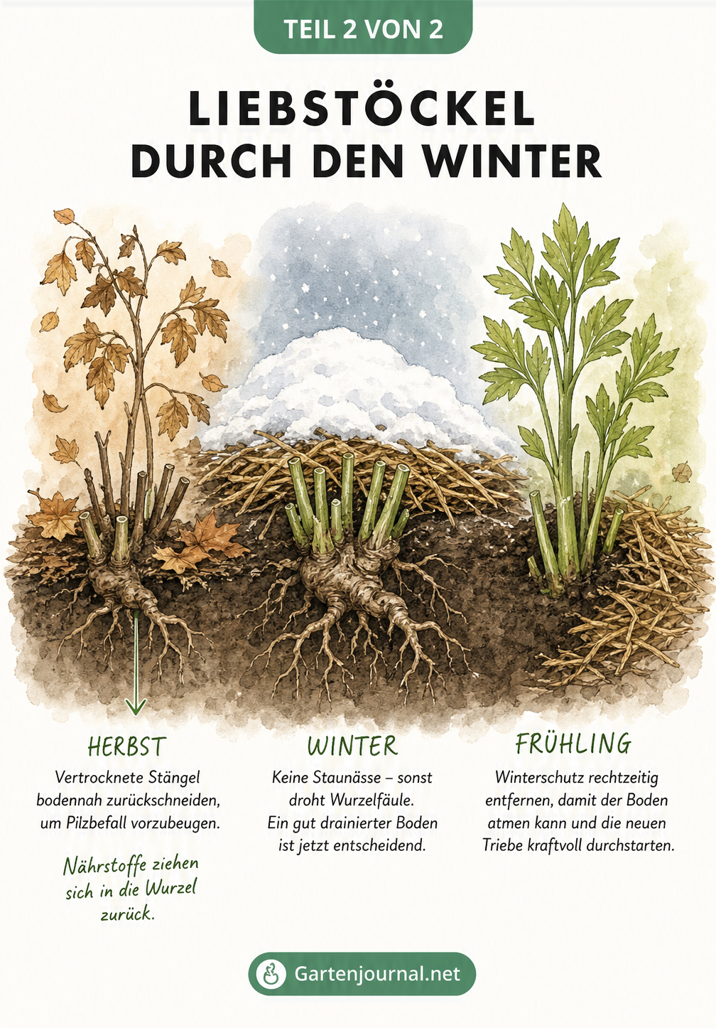 Botanische Zeichnung eines Liebstöckels im Herbst, Winter und Frühling