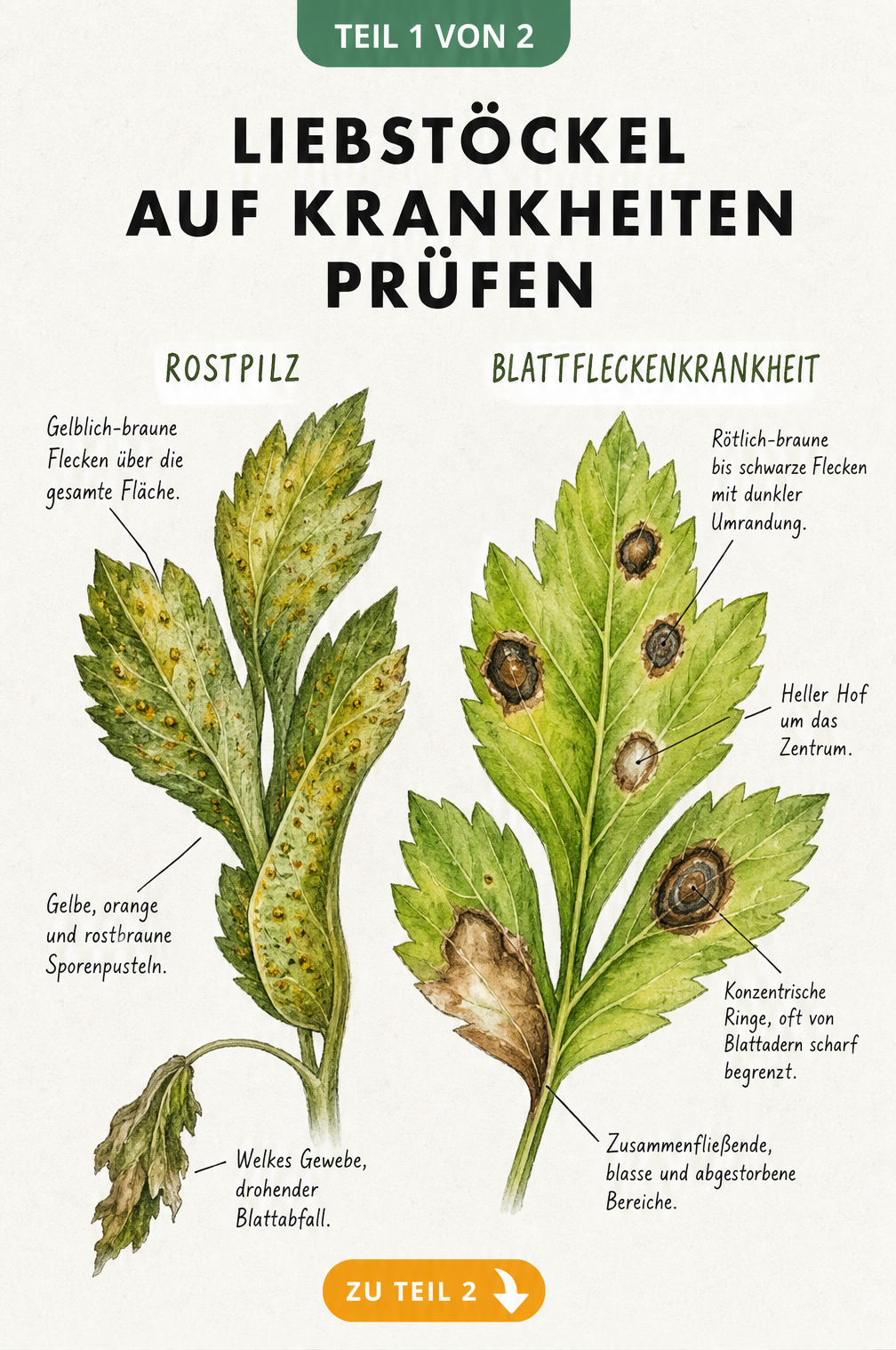 Botanische Illustration von Liebstöckel-Blättern mit Symptomen von Rostpilz und Blattfleckenkrankheit im Vergleich