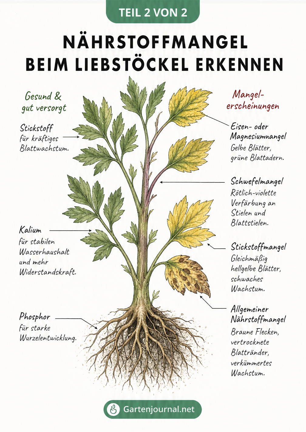 Botanische Zeichnung eines Liebstöckels mit Markierungen für Nährstoffbedarf und Mangelerscheinungen
